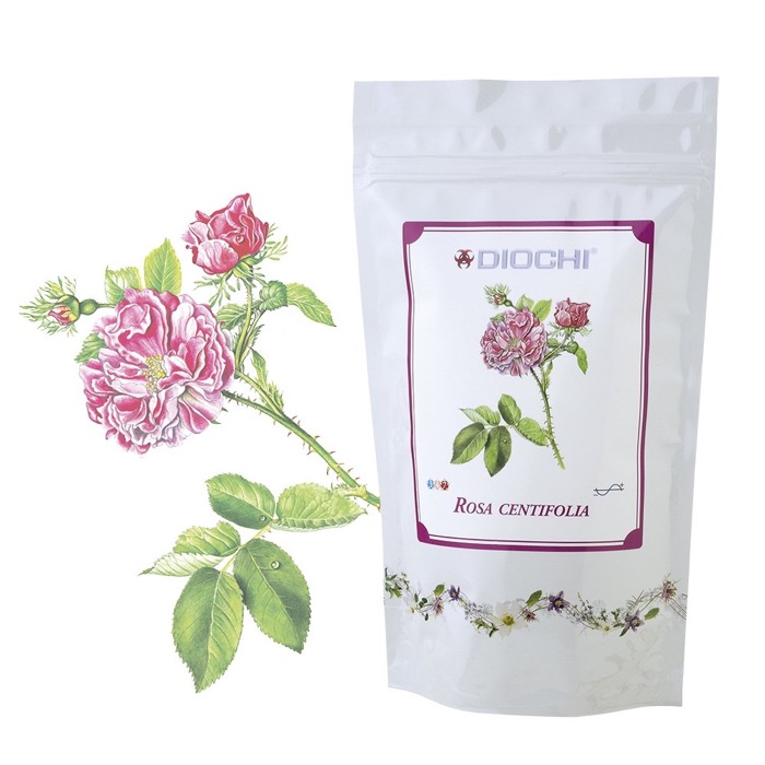 AKCE: Rosa centifolia 3+1 za 50%